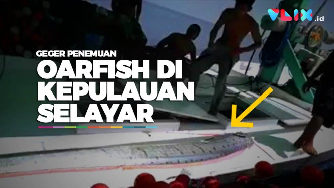 Temuan Ikan Oarfish Gemparkan Nelayan Pulau Selayar