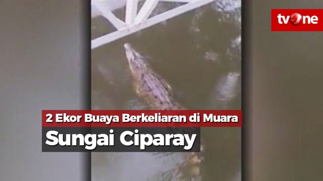 Dua Ekor Buaya Berkeliaran di Muara Sungai Ciparay