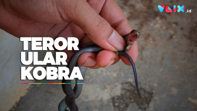 Teror Ular Kobra, Warga Turunkan Tim Fogging