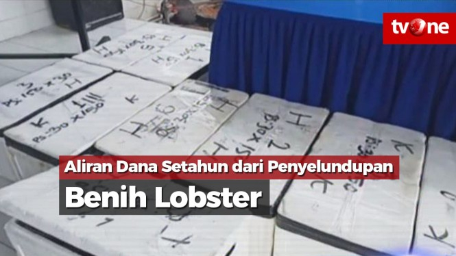 Dugaan Penyelundupan Benih Lobster Mencapai Rp 900 Miliar