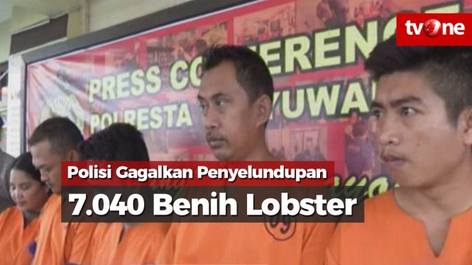 Polisi Gagalkan Penyelundupan 7.040 Benih Lobster