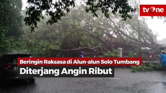 Diterjang Angin Ribut, Beringin Alun-alun Solo Tumbang
