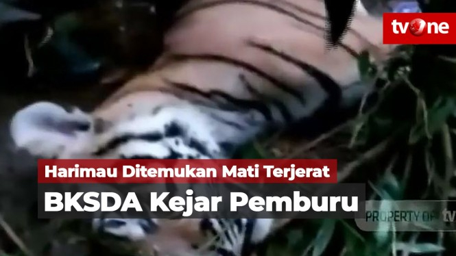 Harimau Ditemukan Mati, BKSDA Riau Akan Tangkap Pemburu