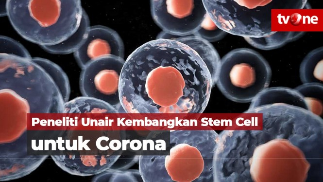 Peneliti Unair Kembangkan Stem Cell untuk Corona