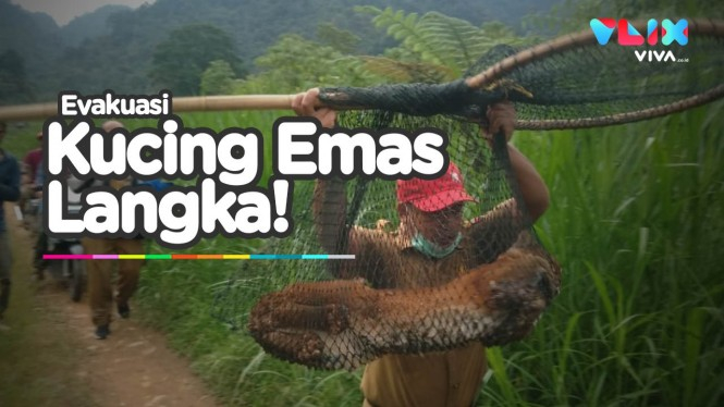 Nyaris Punah, Kucing Emas Tertangkap di Sumatera