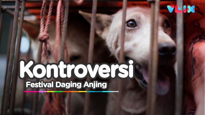 Festival Daging Anjing Resmi Dibuka