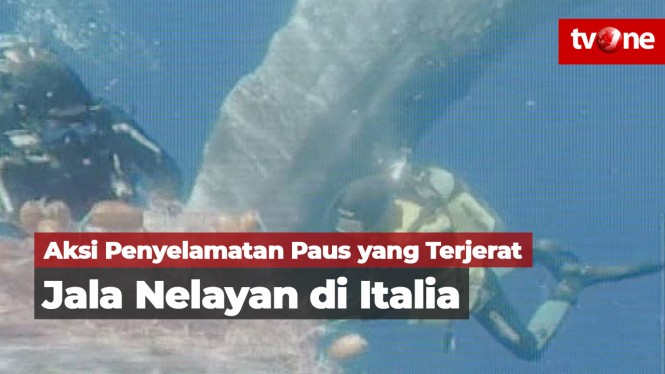 Aksi Penyelamatan Paus yang Terjerat Jala Nelayan