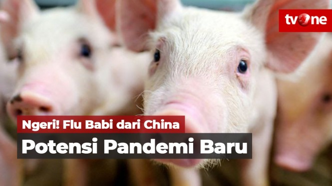China Temukan Flu Babi Jenis Baru Potensi Jadi Pandemi