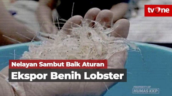 Nelayan Sambut Baik Aturan Ekspor Benih Lobster
