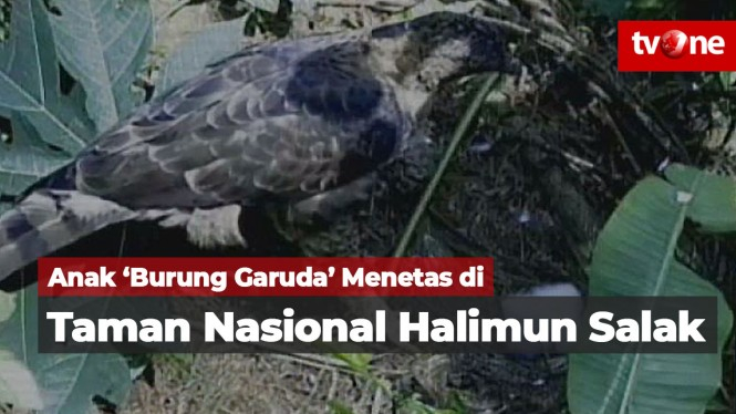 Anak 'Burung Garuda' Menetas di Taman Nasional Halimun Salak