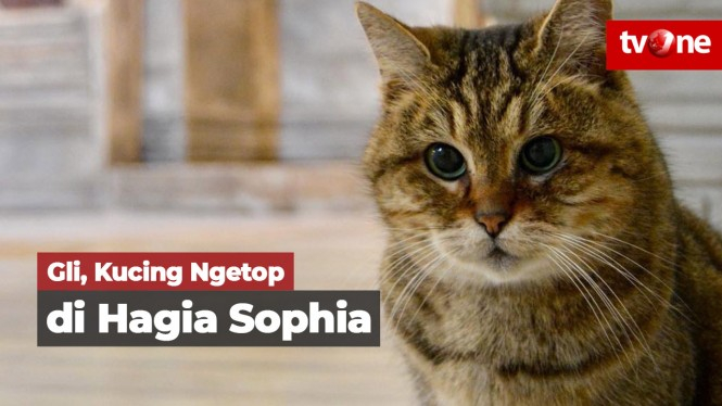 Gli, Kucing Seleb dari Hagia Sophia