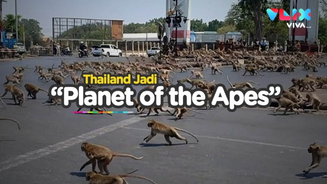 Invasi Monyet di Thailand Mirip Film "Planet of the Apes"