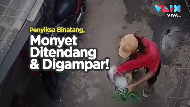 Heboh Monyet Disiksa Abang Topeng Monyet di Jakarta Timur