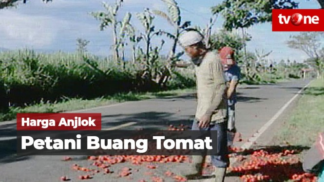 Harga di Pasaran Anjlok, Petani Tomat Buang Hasil Panen