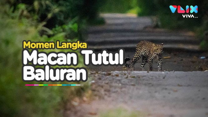 Langka! Macan Tutul Jawa Terekam Kamera di TN Baluran