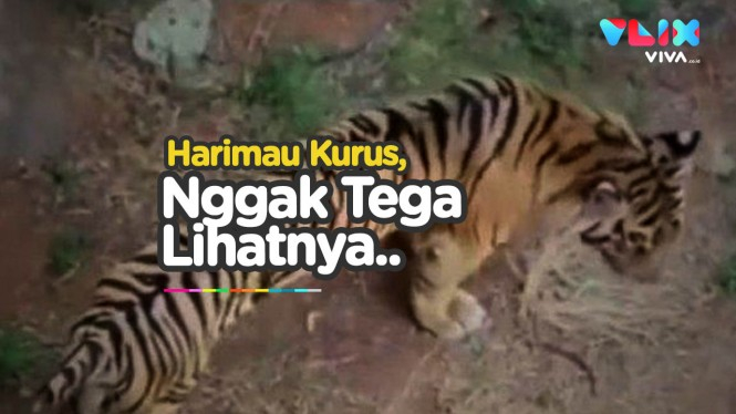 Nggak Tega, Harimau Sumatera Kurus Banget Bikin Sedih