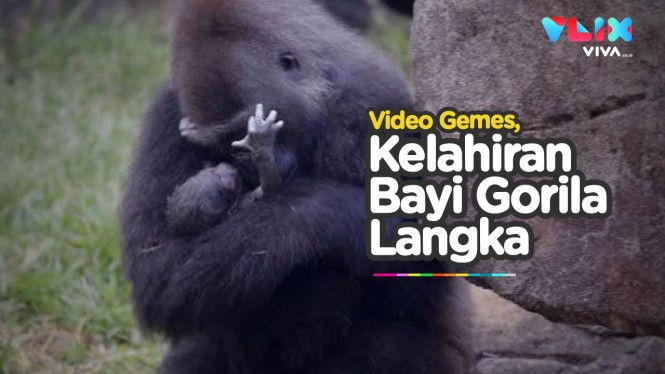 Tingkah Gemas Sang Ibu Usai Bayi Gorila Langka Lahir
