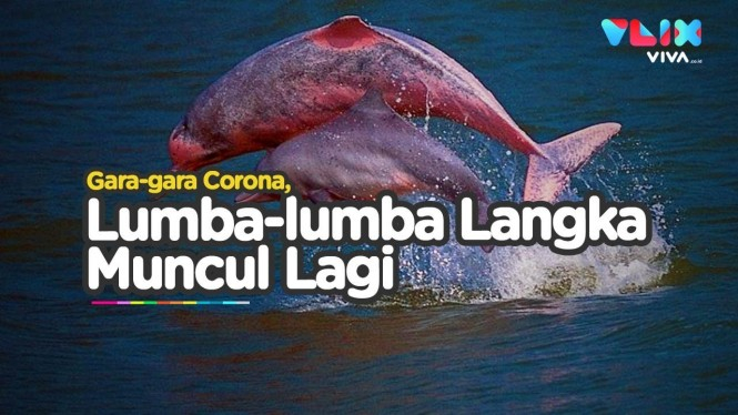 Lumba-lumba Pink Langka Kembali Terlihat Buntut Corona