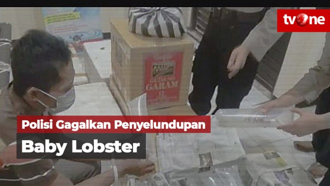 Polisi Gagalkan Penyelundupan Baby Lobster