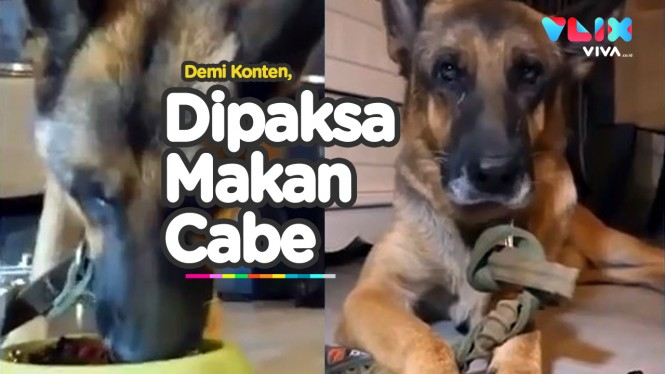 Dipaksa Makan Cabe Demi Konten, Anjing Ini Menangis