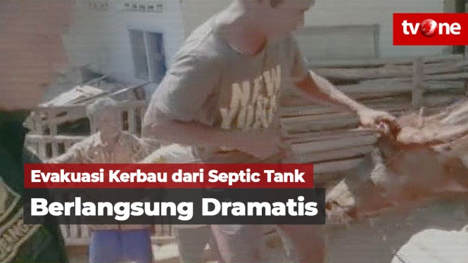 Evakuasi Kerbau dari Dalam Septic Tank Berlangsung Dramatis