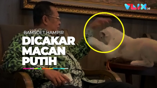 Ketua MPR Bambang Soesatyo Hampir Dicakar Macan Putih