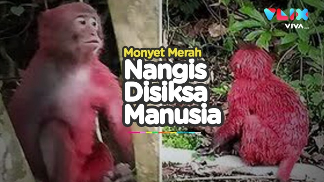 Dikurung dan Diguyur Cat, Monyet Disiksa Warga Malaysia
