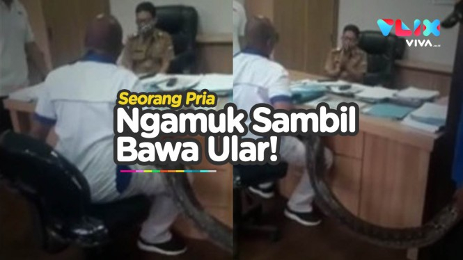 Viral Pria Ngamuk Bawa Ular Sanca ke Meja Pejabat