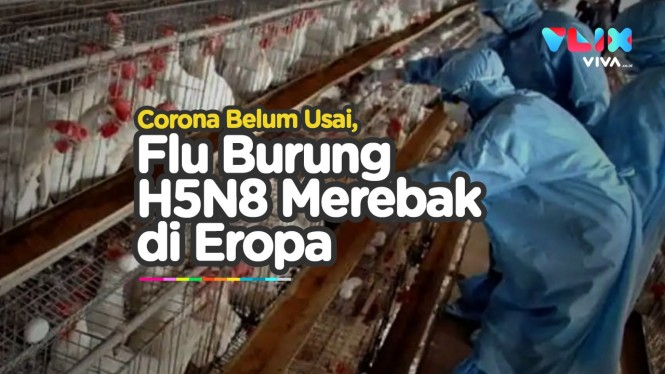 Corona Belum Usai, Flu Burung Merebak di Eropa