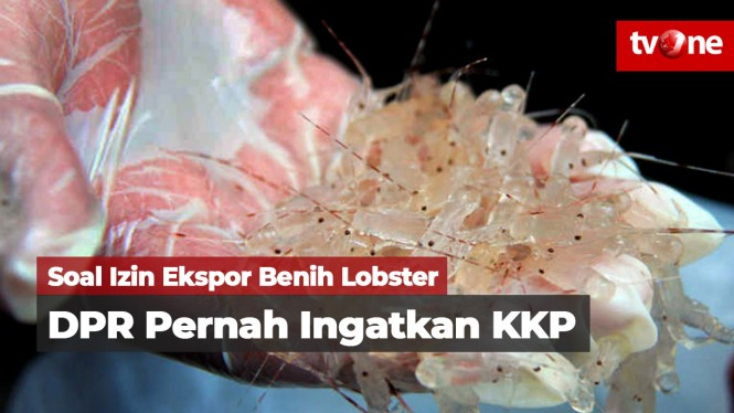 Soal Izin Ekspor Benih Lobster, DPR Pernah Ingatkan KKP