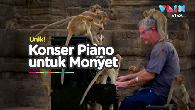 Pianis Gelar Konser Khusus Depan Monyet Korban COVID-19