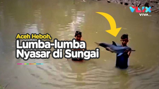Lumba-lumba Nyasar ke Sungai, Jadi Mainan Anak-anak Aceh