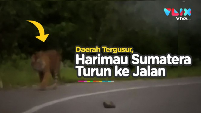 Video Harimau Sumatera Keliaran di Jalan Raya Solok