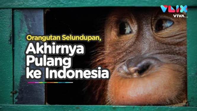 Diculik ke Thailand, 2 Orangutan Akhirnya Balik ke Indonesia
