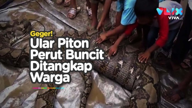 Bikin Merinding! Ular Raksasa Perut Buncit Gegerkan Padang
