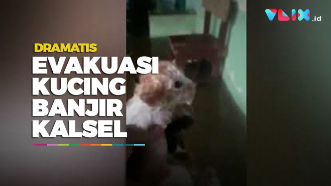 Bikin Haru, Evakuasi Kucing Hampir Mati Terjebak Banjir