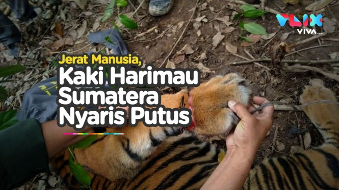 Jahatnya Manusia Pada Harimau Sumatera, Padahal Nyaris Punah