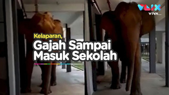 Kawanan Gajah Terobos Kompleks Sekolah Malaysia, Ada Apa?