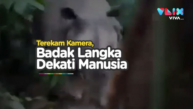 Detik-detik Badak Jawa Serang Ranger Ujung Kulon