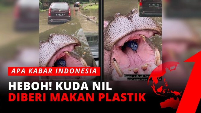 Jahat Banget! Kuda Nil Diberi Makan Plastik Oleh Pengendara