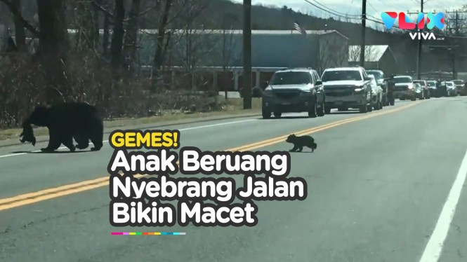 Gemas! Anak Beruang Nyebrang Jalan Bikin Macet