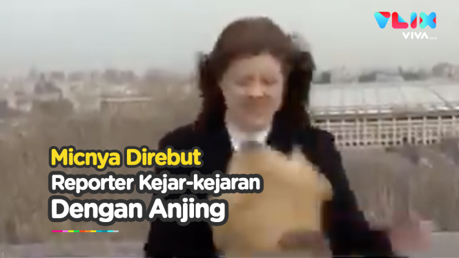 Momen Lucu Seekor Anjing Ambil Mic Reporter saat Live di TV