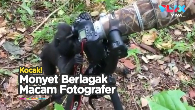 Kocak! Gaya Monyet Memotret Seperti Fotografer Profesional