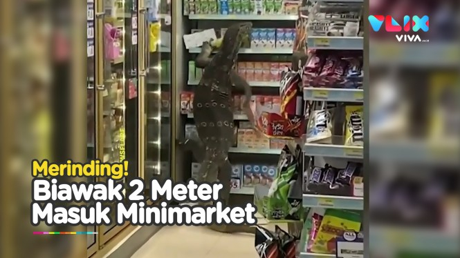Heboh, Biawak 2 Meter Manjat Rak Minimarket