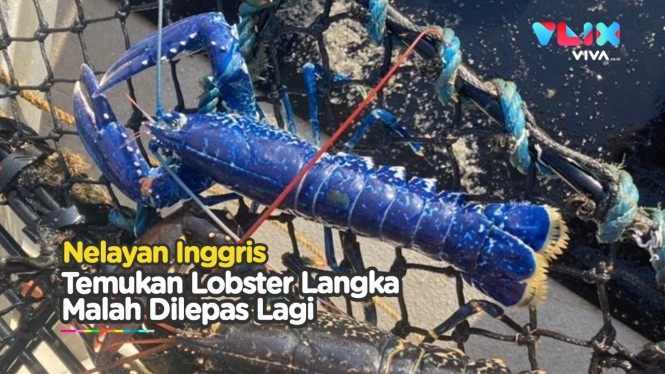 Nemu Lobster Biru Langka, Nelayan Ini Malah Lepaskan ke Laut