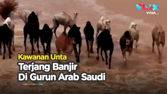 Kawanan Unta Terjang Banjir di Gurun Arab Saudi