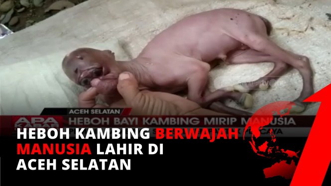 Heboh Bayi Kambing Berwajah Mirip Manusia di Aceh Selatan