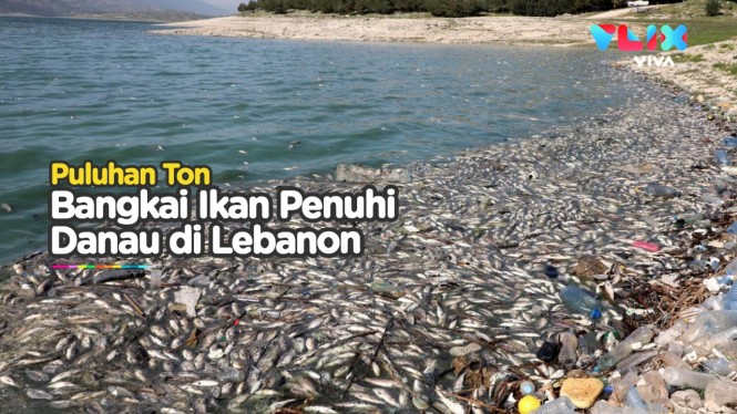 Puluhan Ton Ikan Mati di Danau Lebanon