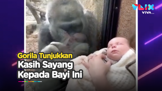 Gorila Ini Menatap Penuh Kasih Saat Seorang Ibu Gendong Bayi