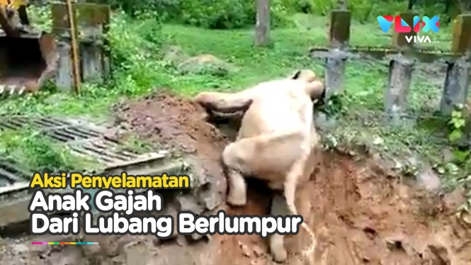 Detik-detik Penyelamatan Gajah yang Terperosok ke Lumpur